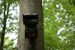 Owl Boxes