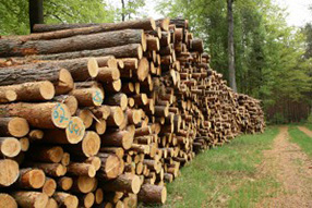 Timber piles
